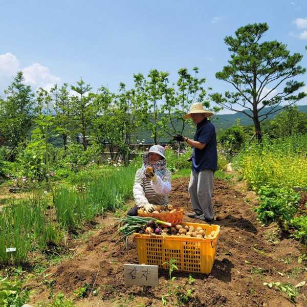 文在寅晒乡下养老生活:养鸡挖土豆