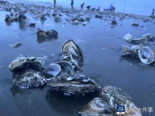 台风送来大量生蚝海鲜 市民拎麻袋装