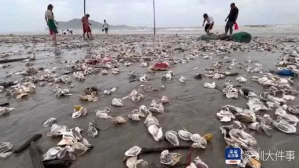 台风送来大量生蚝海鲜 市民拎麻袋装