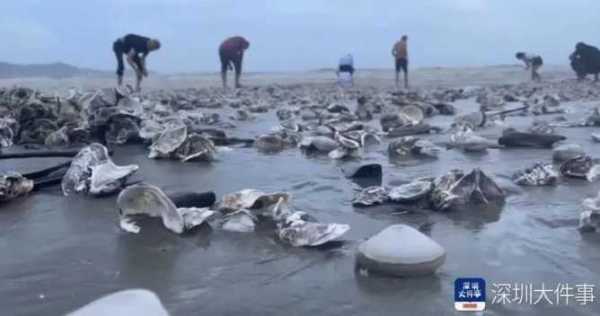 台风送来大量生蚝海鲜 市民拎麻袋装