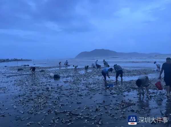 台风送来大量生蚝海鲜 市民拎麻袋装