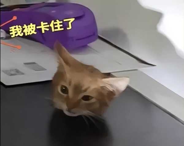 小猫头卡老鼠洞消防员憋笑救援