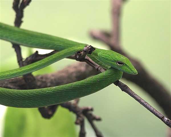 昆明车站外多条绿蛇在垃圾箱上爬行