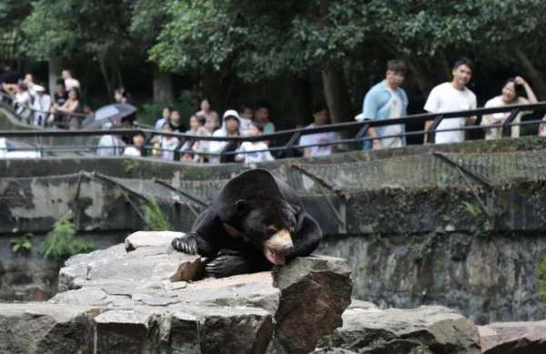 杭州动物园这只熊火了!被疑是人扮的