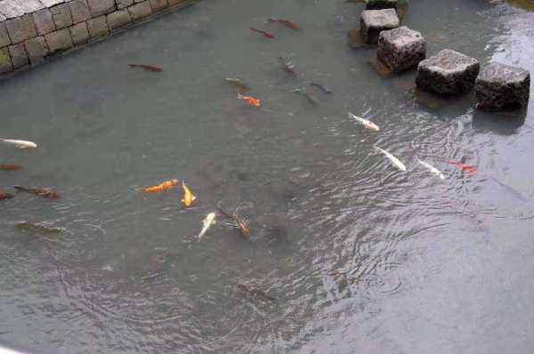 日本长崎百万条养殖鱼死亡!网友:这是老天在惩罚