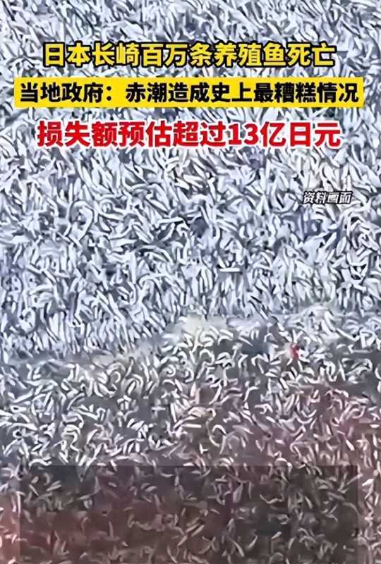 日本长崎百万条养殖鱼死亡!网友:这是老天在惩罚