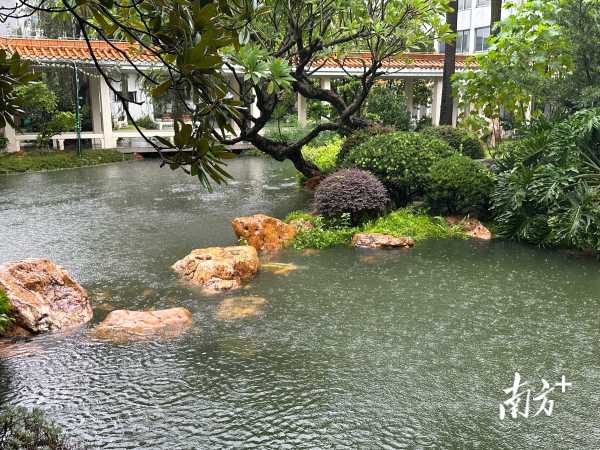 万一条的锦鲤趁暴雨出逃?宾馆回应"