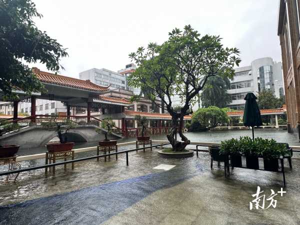 万一条的锦鲤趁暴雨出逃?宾馆回应"