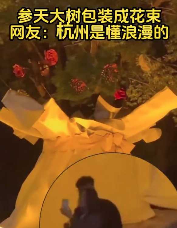 杭州参天大树被包装成巨型花束