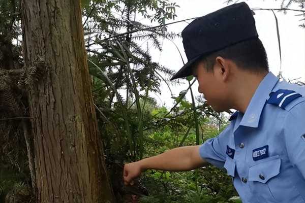 名小学生发现41年前曾灭绝的甲虫"