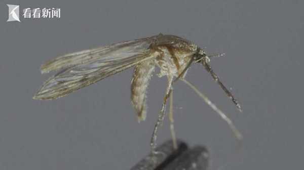 专家警告未来蚊虫或全年无休