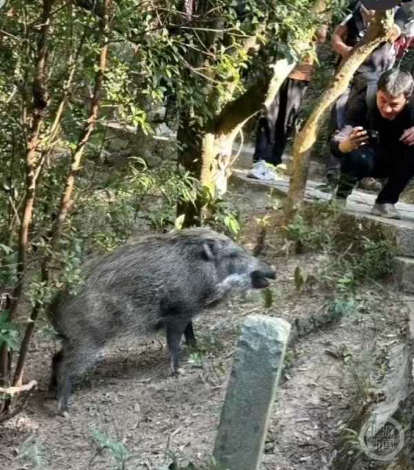 深圳一景区野猪被投喂成网红猪