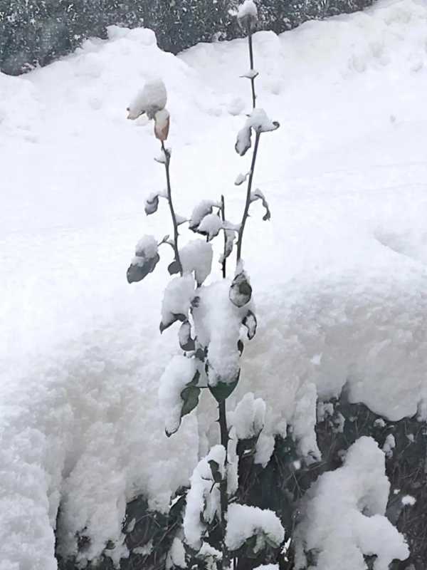 烟台的雪一脚踩进去能没到膝盖