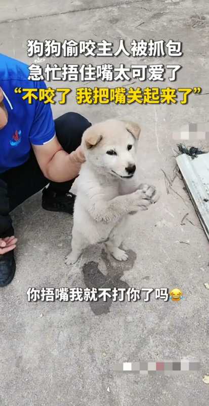 狗狗偷咬主人被抓包急忙捂嘴