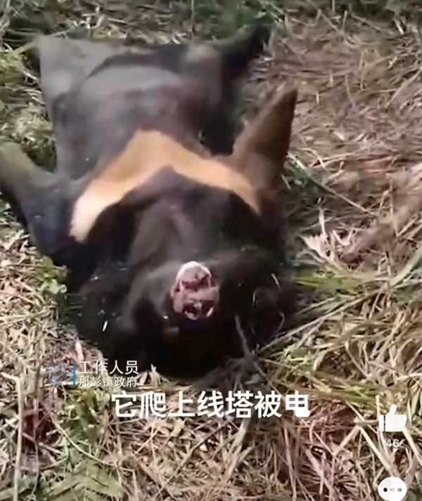 黑熊爬上高压电塔触电死亡!体已交森林公安