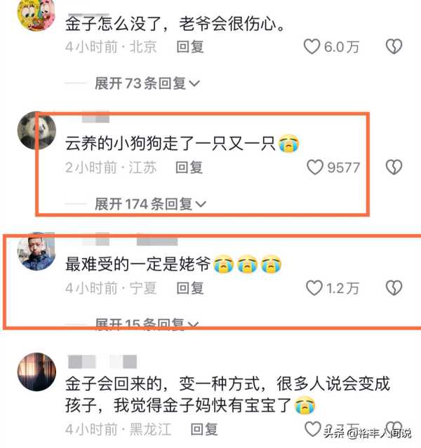 网红狗狗金子去汪星了!数次抢救惹泪目