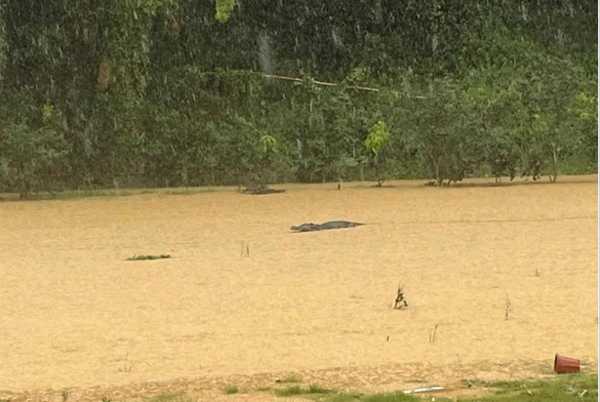 广东暴雨致鳄鱼逃出农场 当地证实