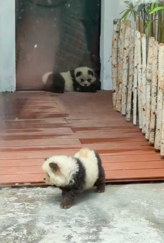 染色松狮犬变身“熊猫狗”被围观