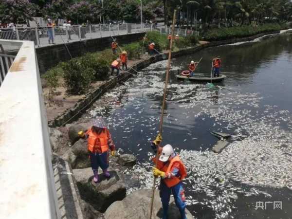 海南海口红城湖现大量死鱼 捞出8吨