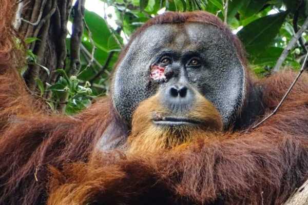 红毛猩猩首次被发现用药草处理伤口