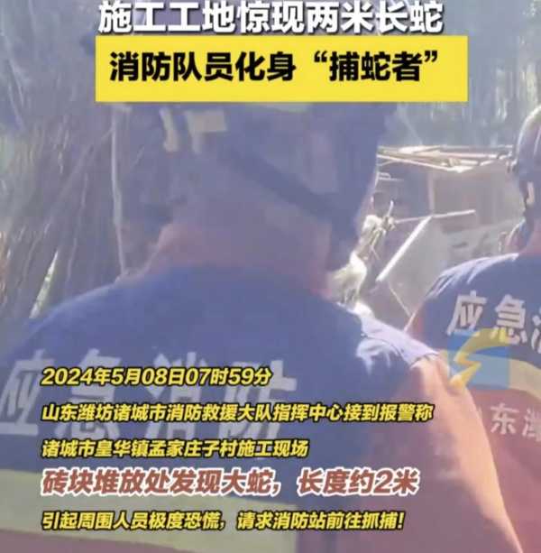 工地惊现2米长蛇 消防化身捕蛇达人