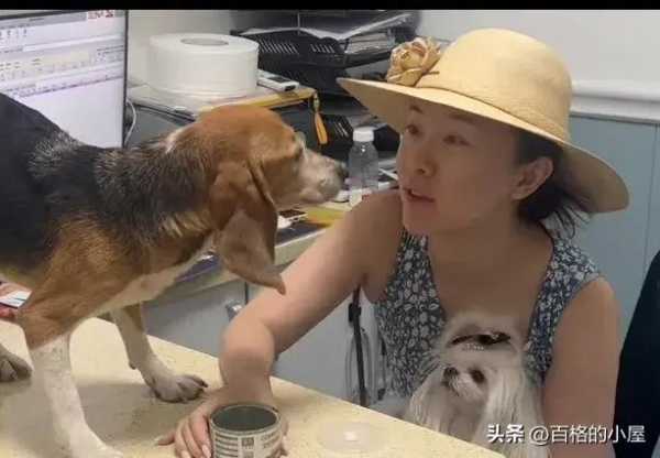 霍思燕杜江收养实验犬!视频背后让人泪目