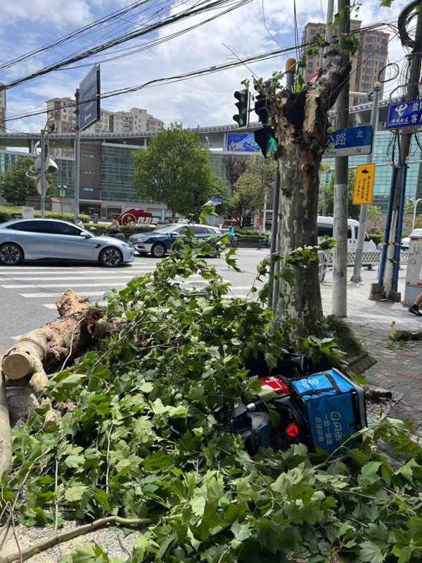 上海行道树被吹断 骑手小哥被砸身亡