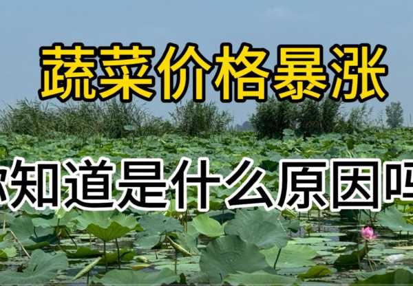 为何近期蔬菜价格上涨?你知道是什么原因吗