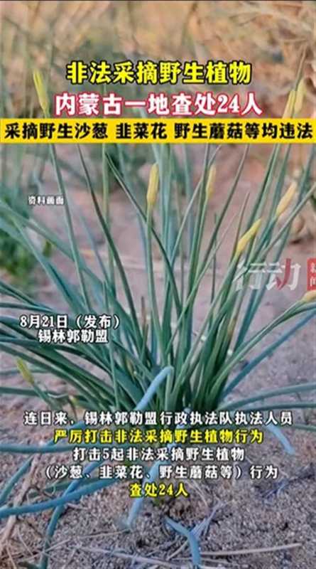 采摘沙葱韭菜花被查处是否过度执法