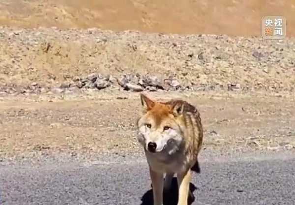 可可西里网红狼被游客喂成胖球