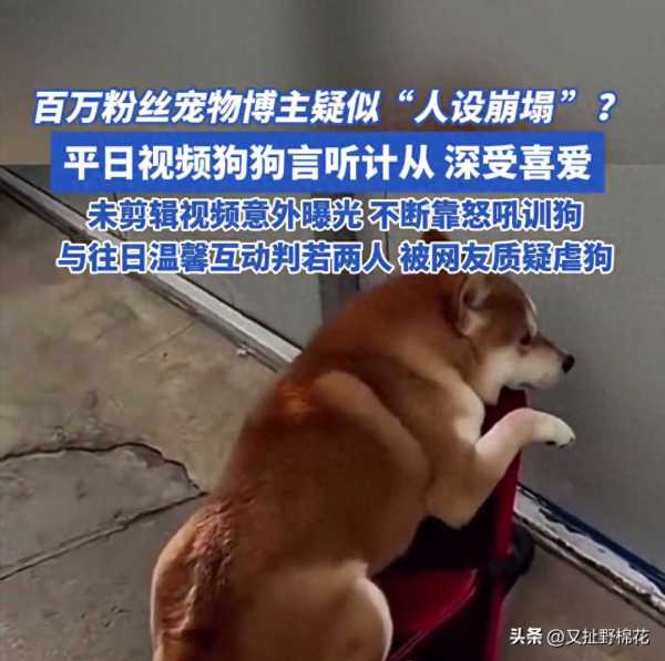 百万粉丝宠物博主“柴犬金宝”被指虐狗